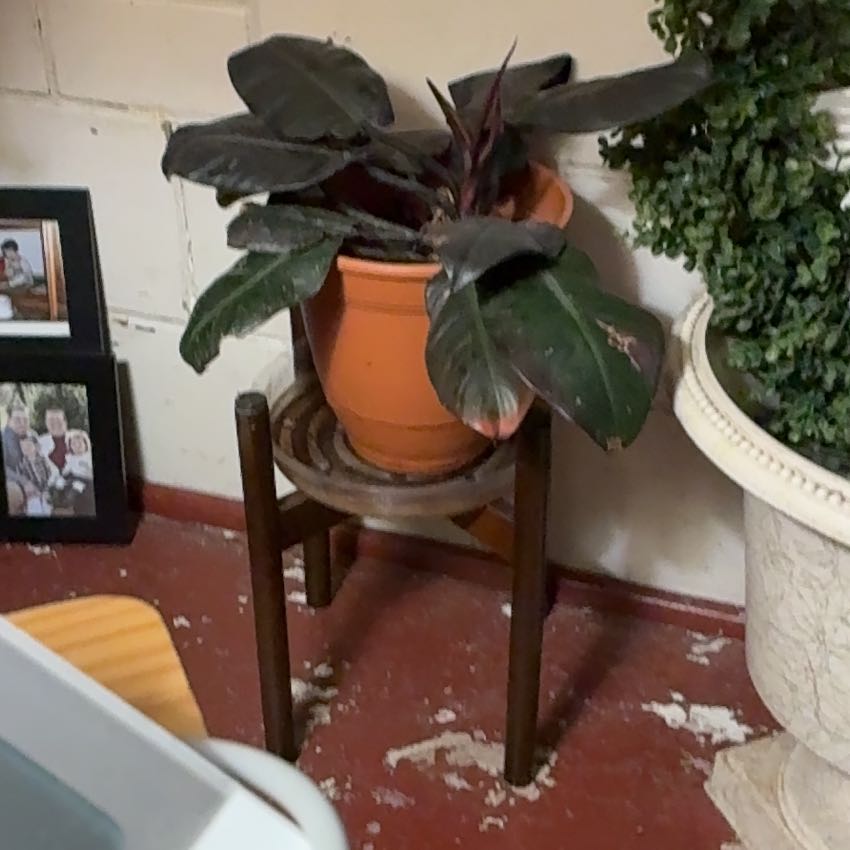 Photo of the plant species Philodendron 'Black Cardinal' by @PractisedHope named Khaleesi on Greg, the plant care app