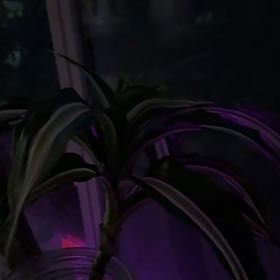 Photo of the plant species Malaika Dragon Tree by @PractisedHope named Diana on Greg, the plant care app