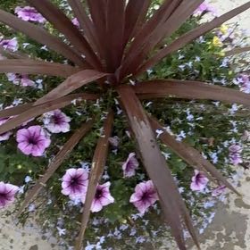 Photo of the plant species Malva Arborea by @PractisedHope named Homer on Greg, the plant care app