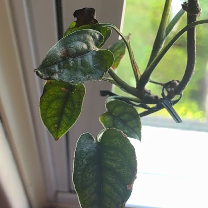 Photo of the plant species monstera siltepecanna by @PractisedHope named Drake on Greg, the plant care app