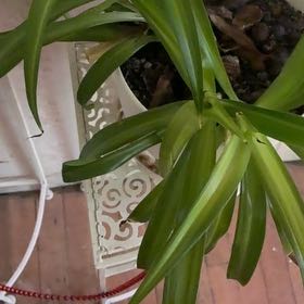Photo of the plant species Hawaiian Spider Plant by @PractisedHope named Bruce Lee on Greg, the plant care app