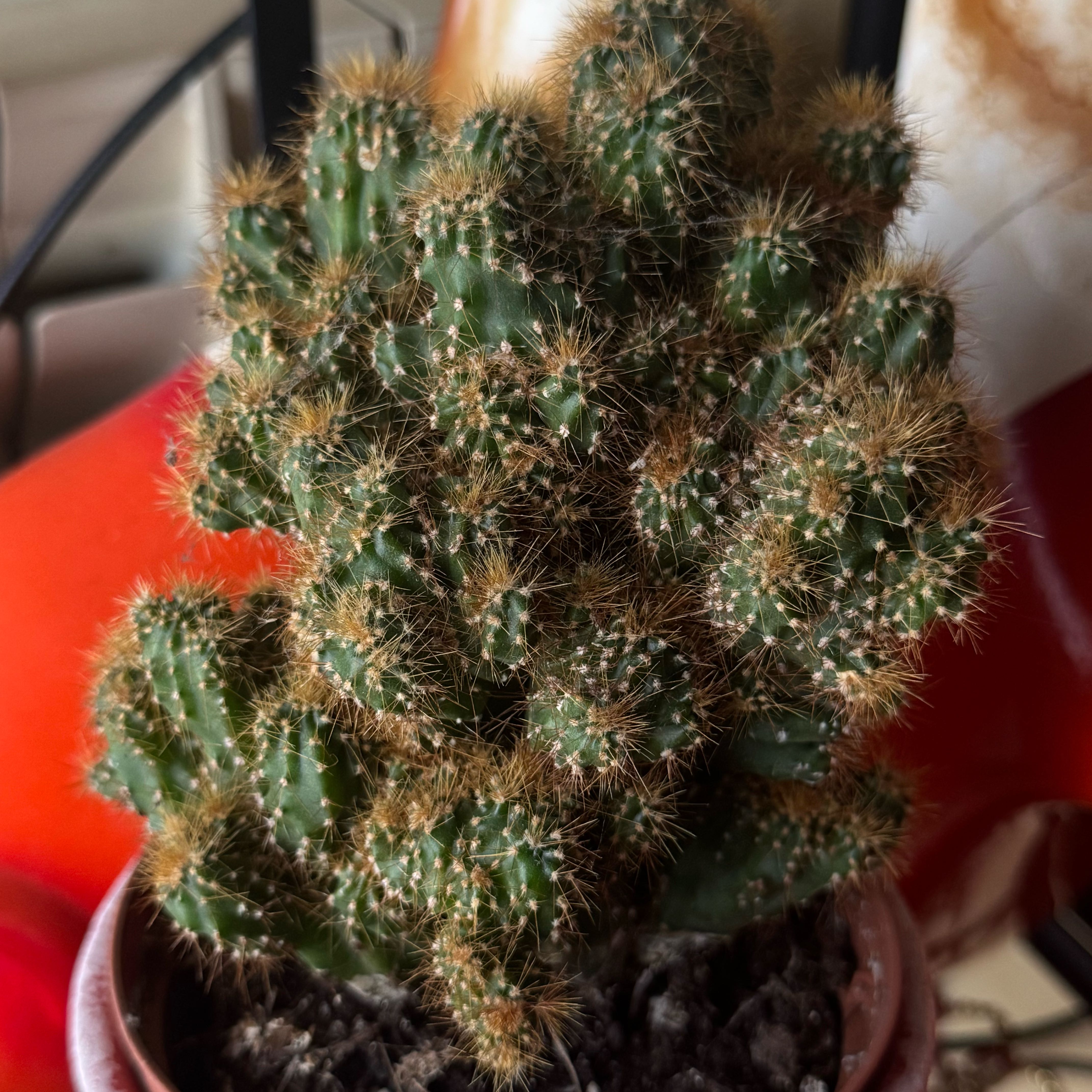 Photo of the plant species Peruvian Apple Cactus Monstrose by @shimwerthle named chaos king on Greg, the plant care app