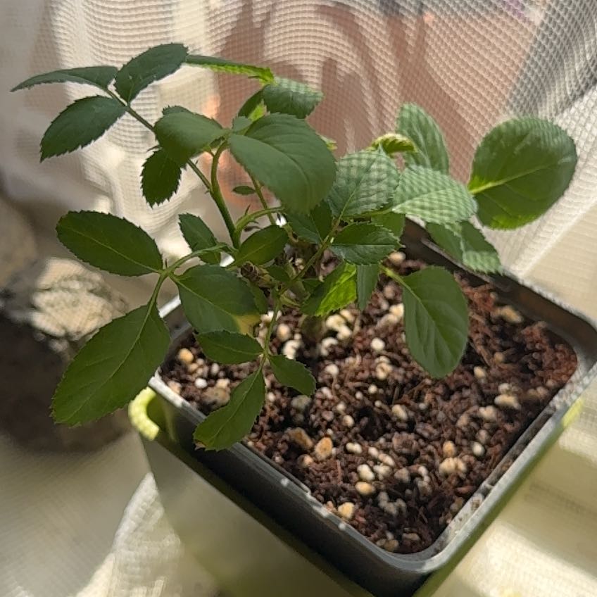 Photo of the plant species Multiflora Rose by @shimwerthle named saved from mom on Greg, the plant care app