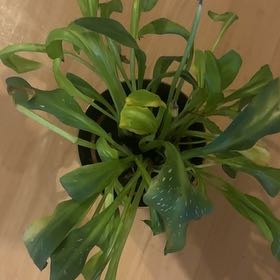 Photo of the plant species Zantedeschia rehmannii by @VipCashew93 named Marilyn on Greg, the plant care app