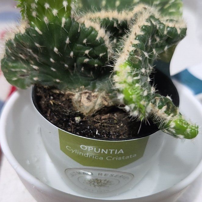 Photo of the plant species Opuntia cylindrica f. cristata by @SoulfulSedum86 named Sol on Greg, the plant care app