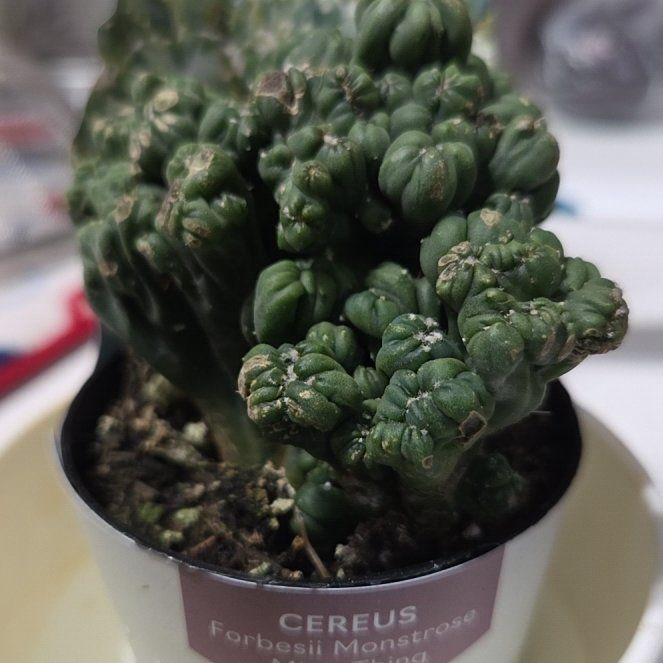 Photo of the plant species Ming Thing Cactus by @SoulfulSedum86 named Luna on Greg, the plant care app