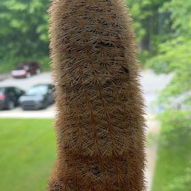 Photo of the plant species Texas Rainbow Cactus by @PrudentGuasca94 named James Dean on Greg, the plant care app