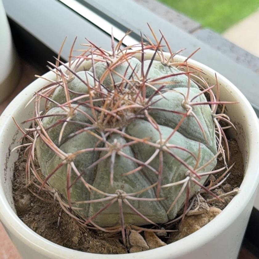 Photo of the plant species Eagle Claw by @PrudentGuasca94 named Nithin on Greg, the plant care app