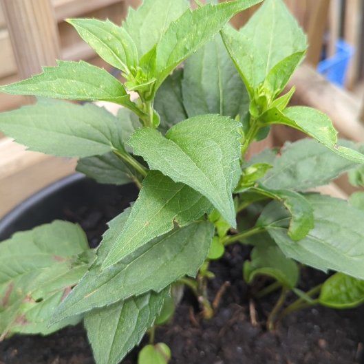 Photo of the plant species Blackeyed Susan by @AdeptMatgrass52 named Harry on Greg, the plant care app