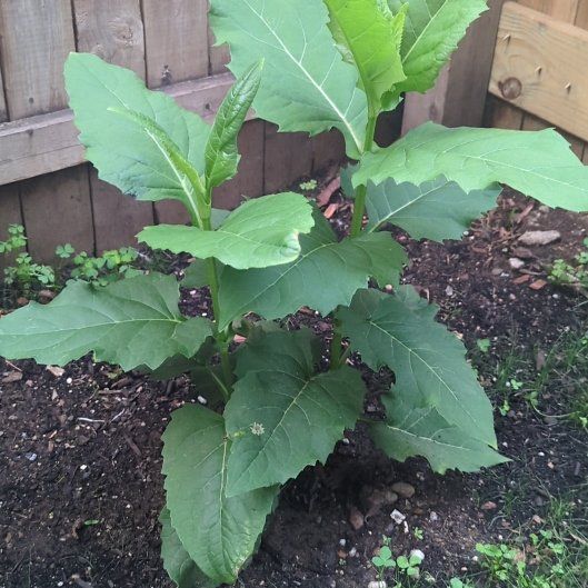 Photo of the plant species Earth Apple by @AdeptMatgrass52 named Coco on Greg, the plant care app