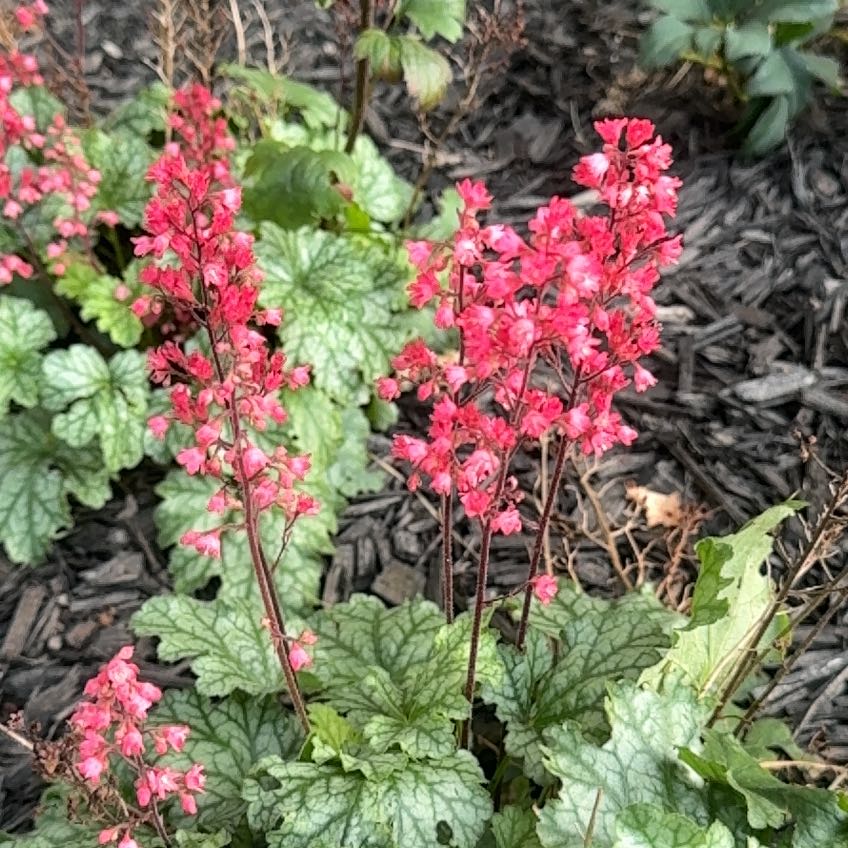 Photo of the plant species Coral Bells by @FabBoneset19 named Willow on Greg, the plant care app