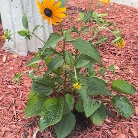 Photo of the plant species Blackeyed Susan by @FabBoneset19 named Sanders on Greg, the plant care app