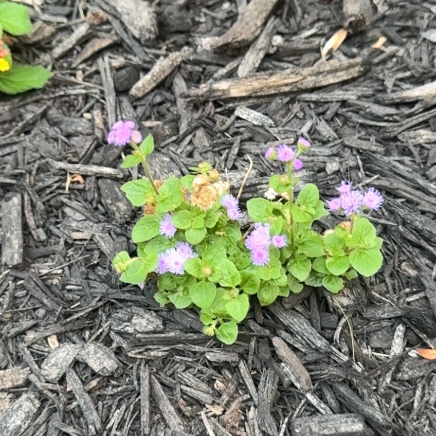 Photo of the plant species Flossflower by @FabBoneset19 named Leonardo on Greg, the plant care app