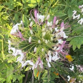 Photo of the plant species Cleome Hassleriana by @FabBoneset19 named Tupot amaroot on Greg, the plant care app