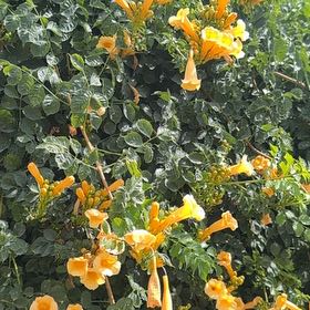 Photo of the plant species Cape Honeysuckle by @FabBoneset19 named Scarlett on Greg, the plant care app