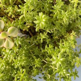 Photo of the plant species Stringy Stonecrop by @ExultantAlbo32 named Osmo on Greg, the plant care app