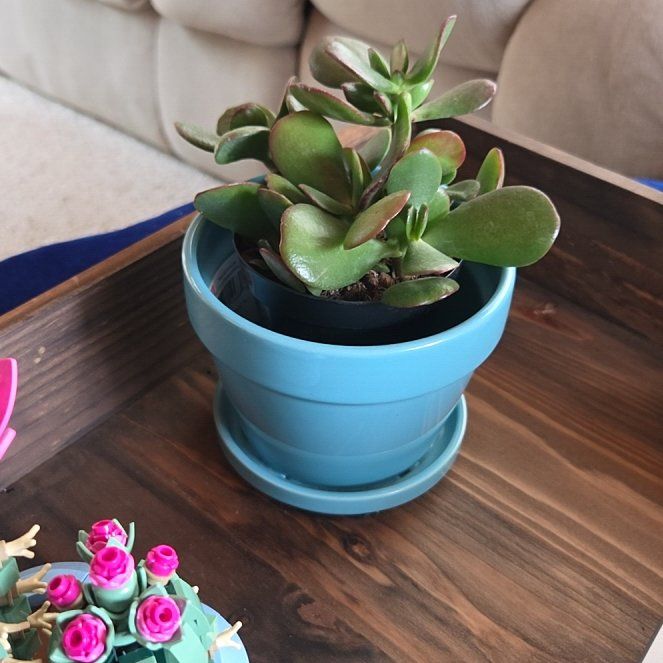 Photo of the plant species jade by @CivicToropapa35 named Shakira on Greg, the plant care app
