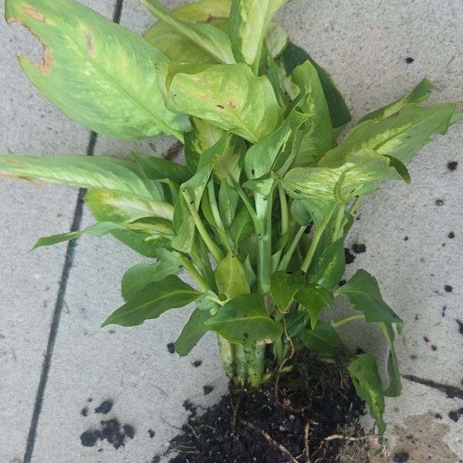 Photo of the plant species Green Arrow-Arum by @CivicToropapa35 named Bigleef Smalls on Greg, the plant care app