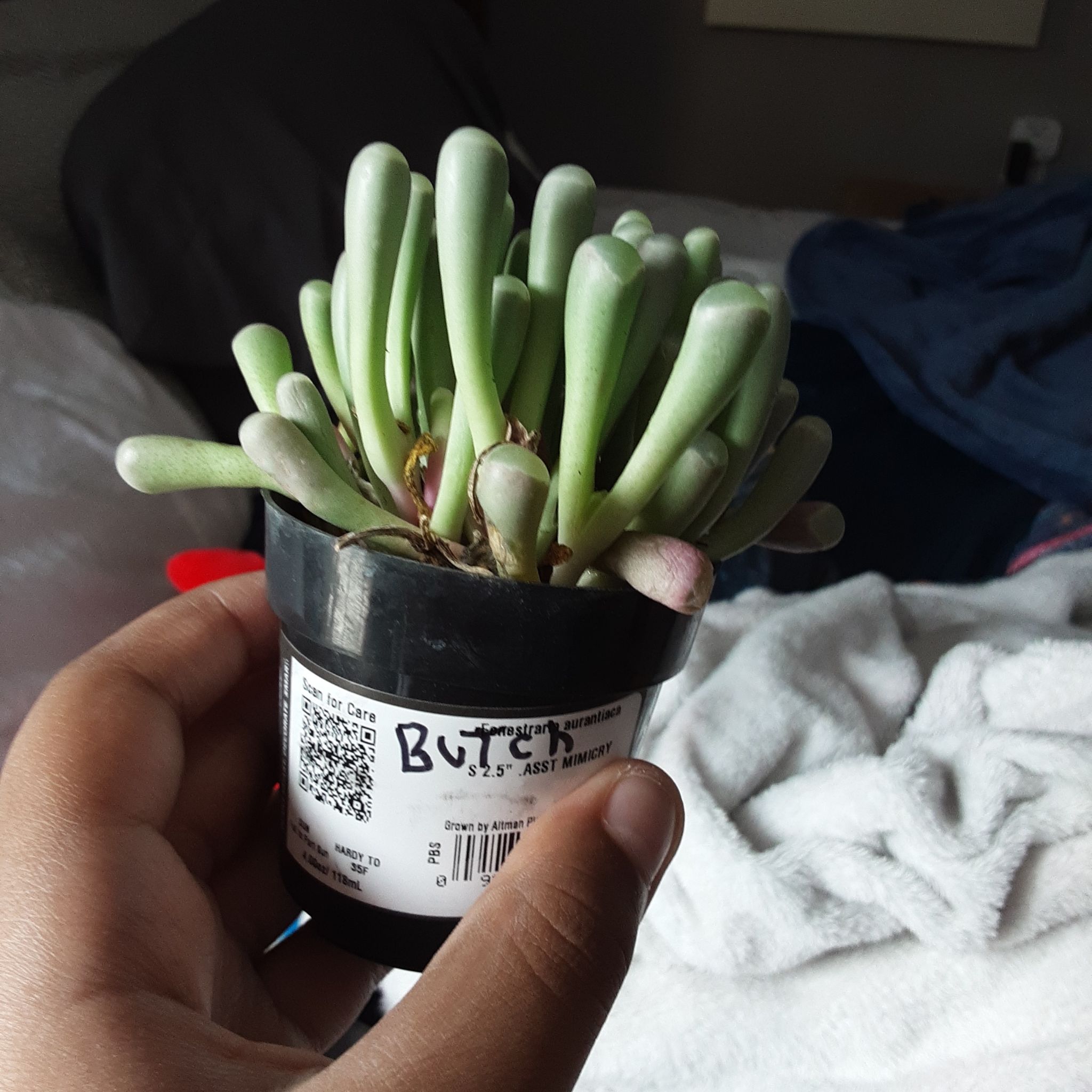 Photo of the plant species Baby Toes by @plantyplanty named Butch on Greg, the plant care app