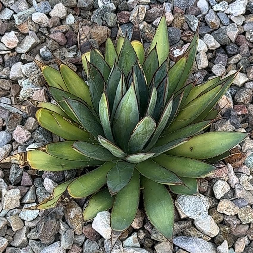 Photo of the plant species Coastal Agave by @PeakCorkoak90 named Beyonce on Greg, the plant care app