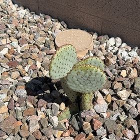 Photo of the plant species Blind Prickly Pear by @PeakCorkoak90 named McKinley on Greg, the plant care app