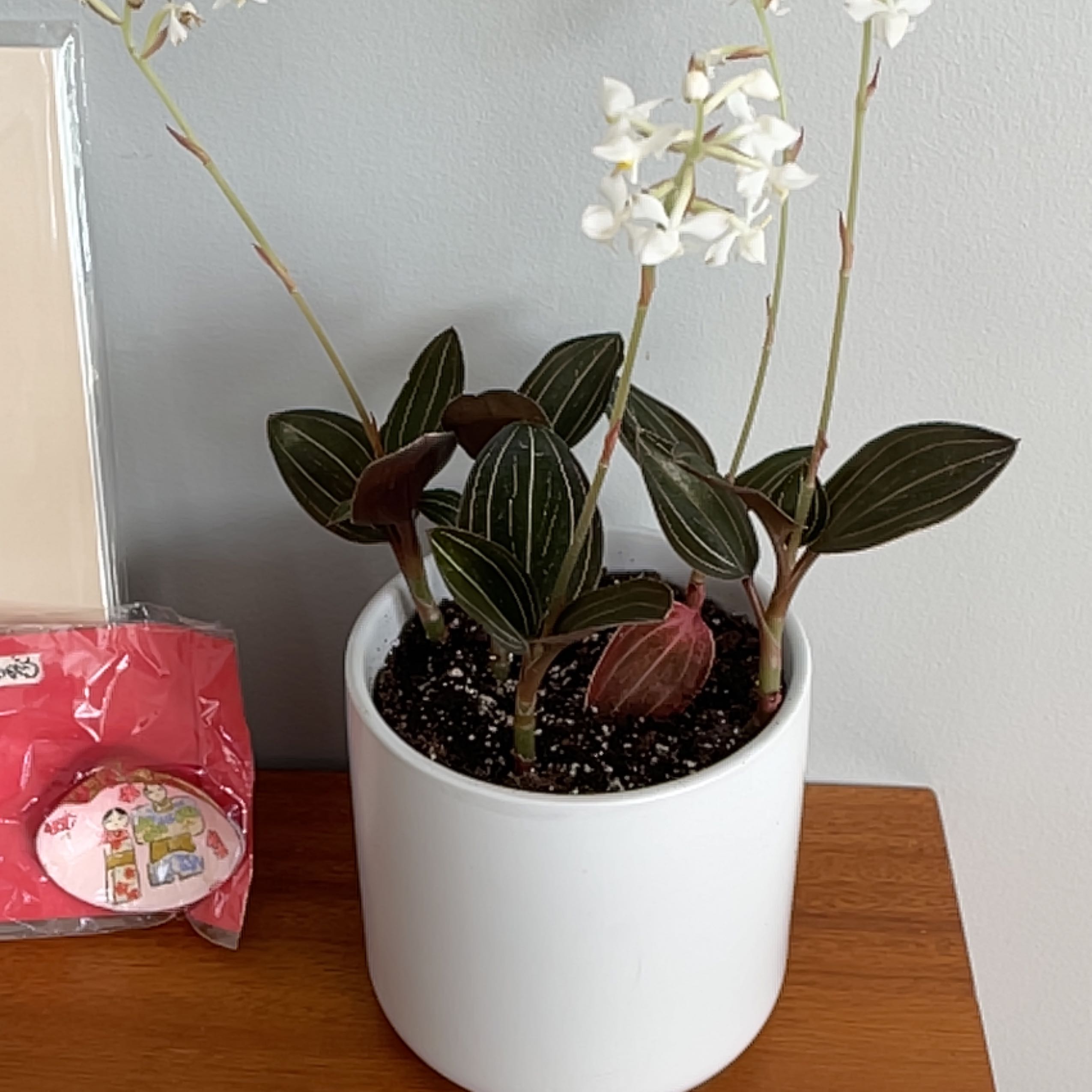 Jewel Orchid in a white pot with dark green leaves and white flowers.