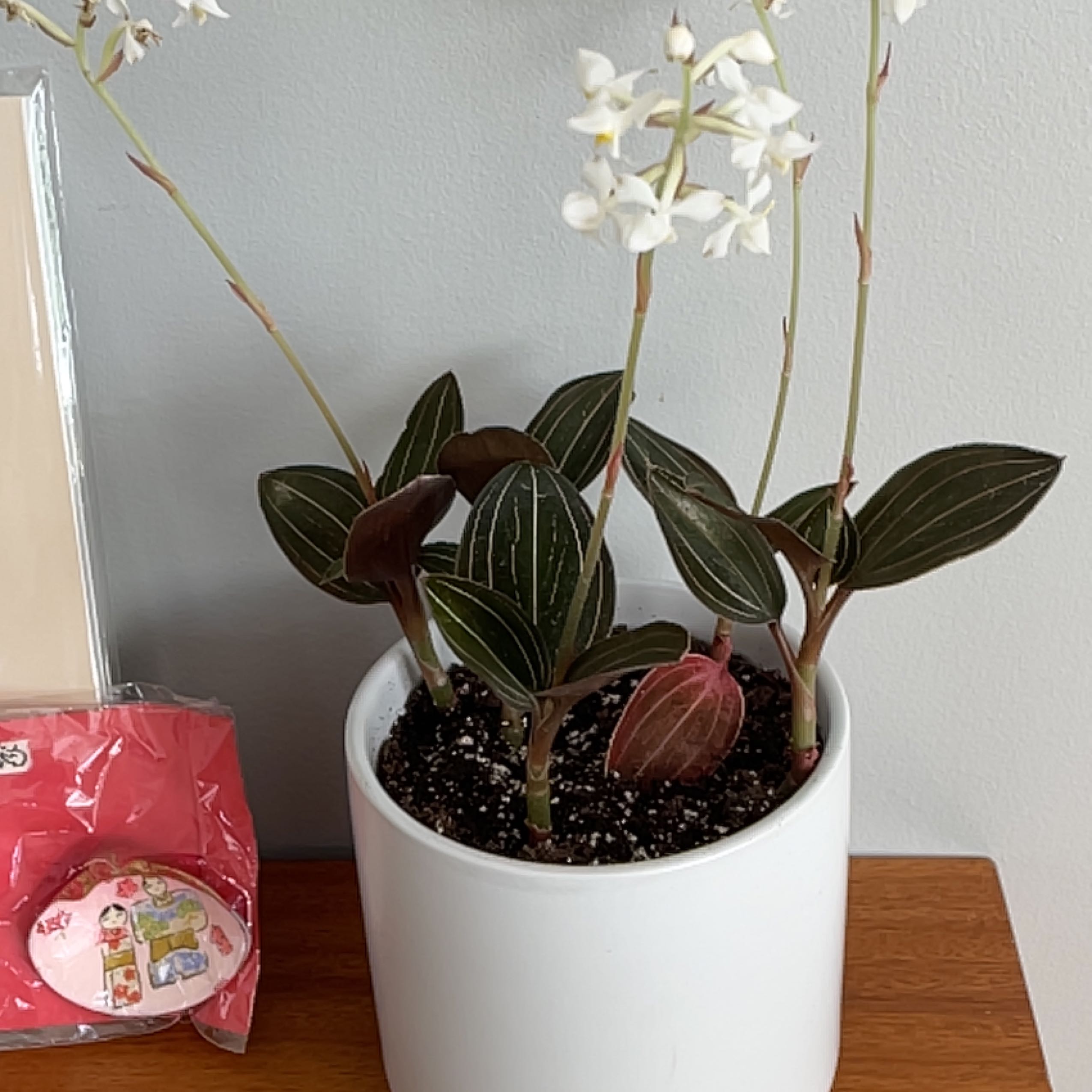 Jewel Orchid in a white pot with dark green leaves and white flowers.