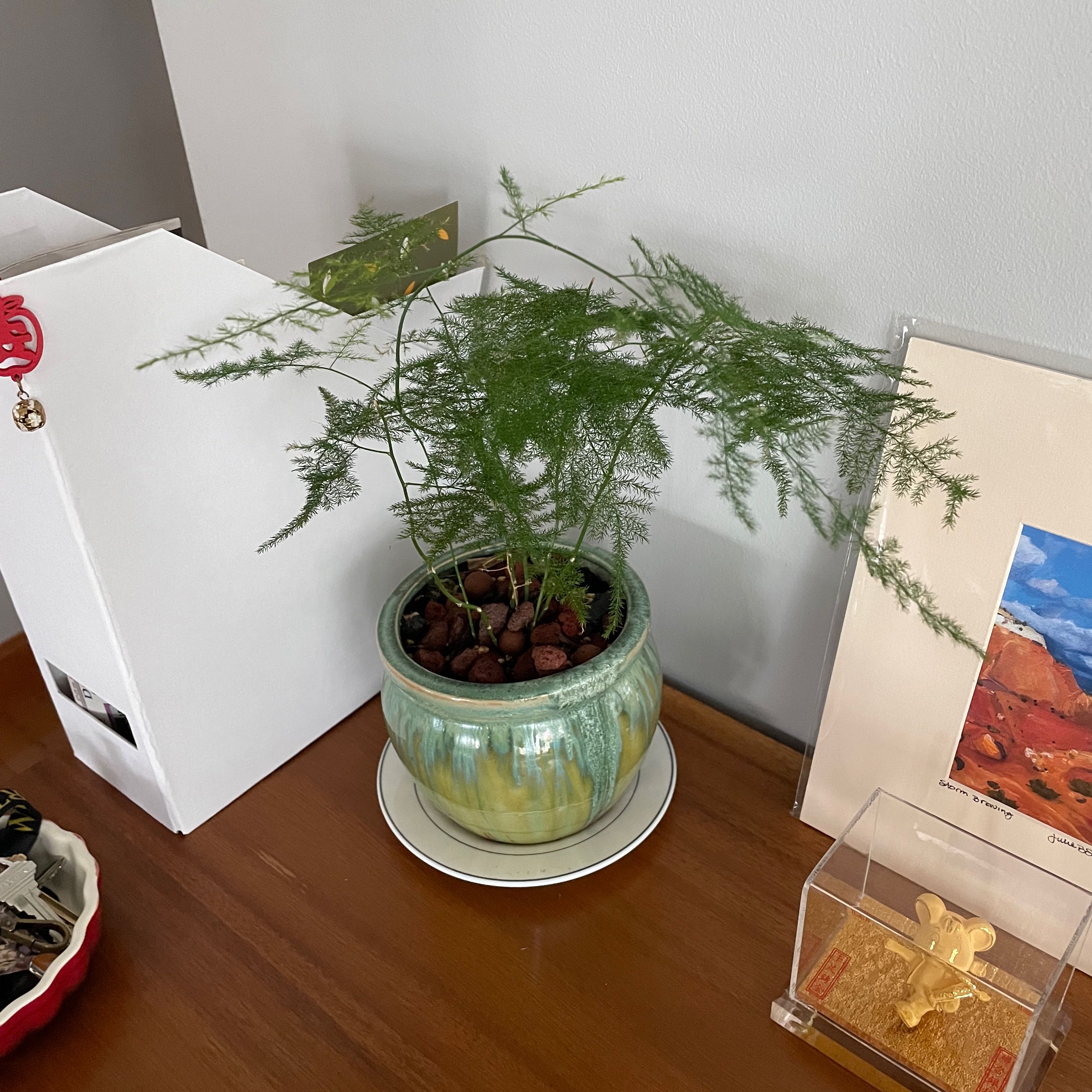 Lush, healthy asparagus fern houseplant in teal ceramic pot, situated indoors with holiday decor in background.