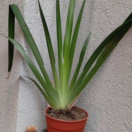 Photo of the plant species Beach Spiderlily by @TimelyJuniper38 named Fernie Mercury on Greg, the plant care app