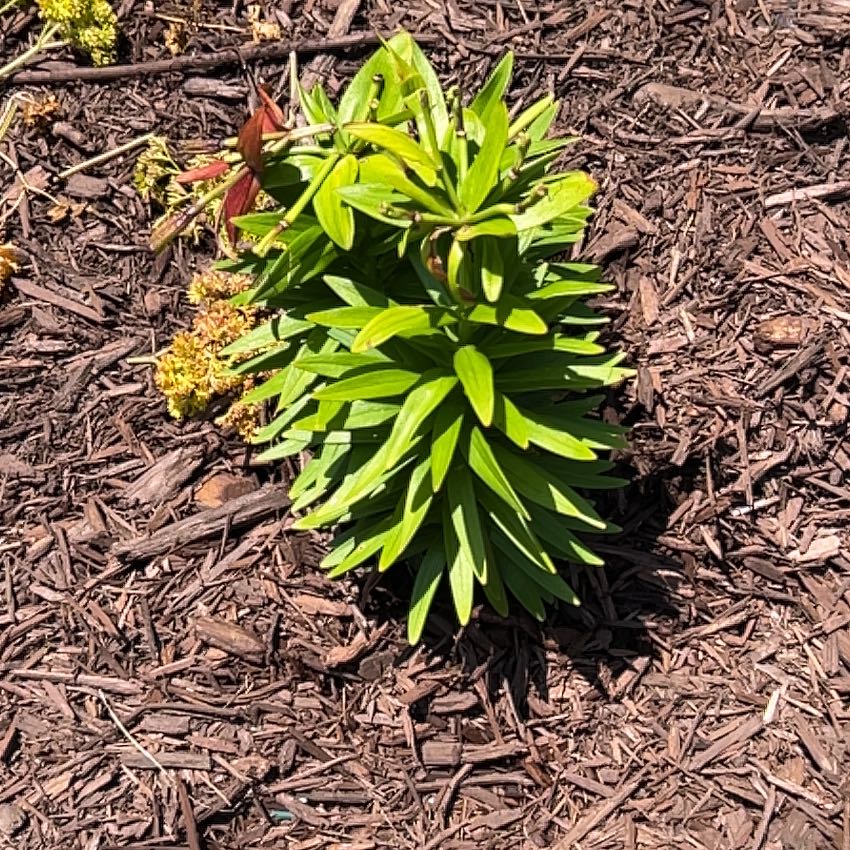 Photo of the plant species Humboldt's Lily by @HeroDropwort65 named Austen on Greg, the plant care app