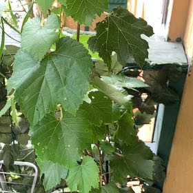 Photo of the plant species Muscadine Grape by @StarryRedash54 named Zion on Greg, the plant care app