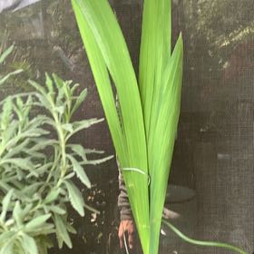 Photo of the plant species Greater Cobra Lily by @StarryRedash54 named Prince on Greg, the plant care app