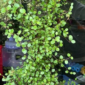 Photo of the plant species Sprawling Wirevine by @StarryRedash54 named Plato on Greg, the plant care app