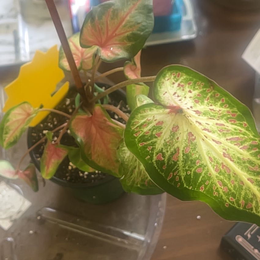 Photo of the plant species Caladium 'Heart to Heart® Heart and Soul' by @Rebarose named Sproutacus on Greg, the plant care app