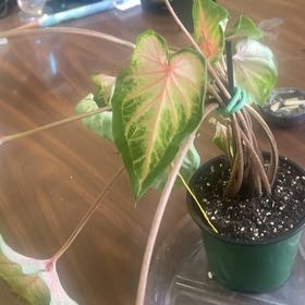Photo of the plant species Caladium 'Heart to Heart® Heart and Soul' by @Rebarose named Beckham on Greg, the plant care app