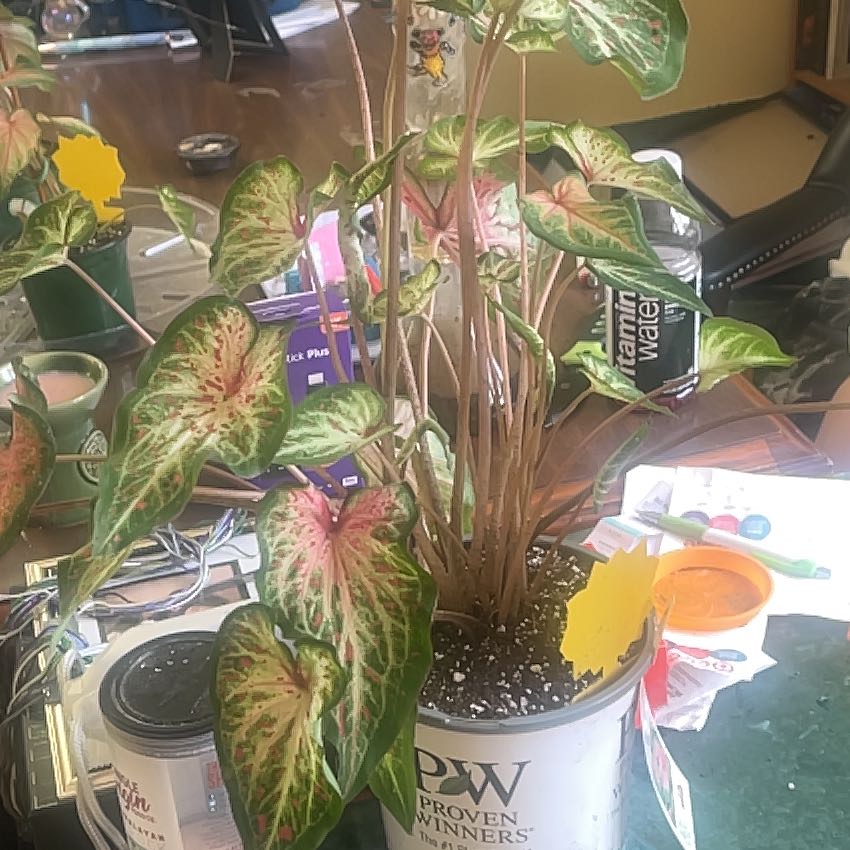 Photo of the plant species Caladium 'Heart to Heart® Heart and Soul' by @Rebarose named Dolores on Greg, the plant care app