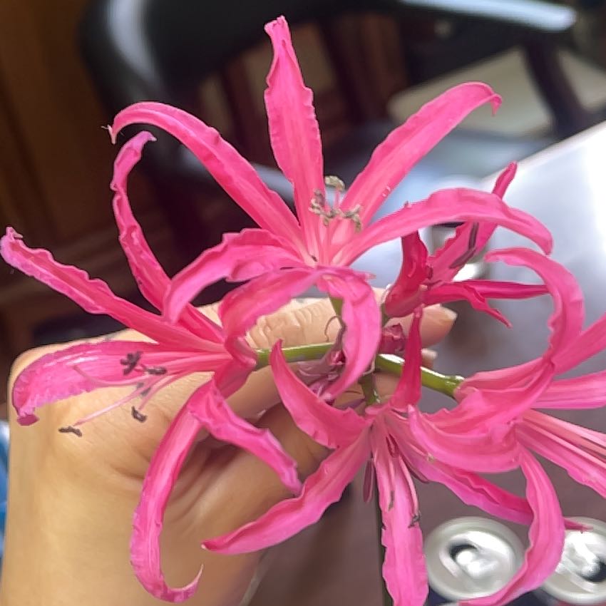 Photo of the plant species Red Spider Lily by @Rebarose named Planty on Greg, the plant care app