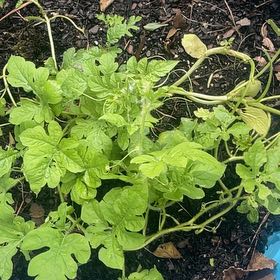 Photo of the plant species Watermelon by @KindPalepuma60 named Taylor Swift on Greg, the plant care app