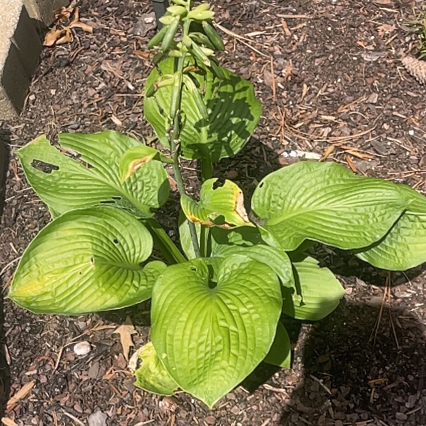 Photo of the plant species Siebold's Plantain Lily by @KindPalepuma60 named Fernie Saunders on Greg, the plant care app