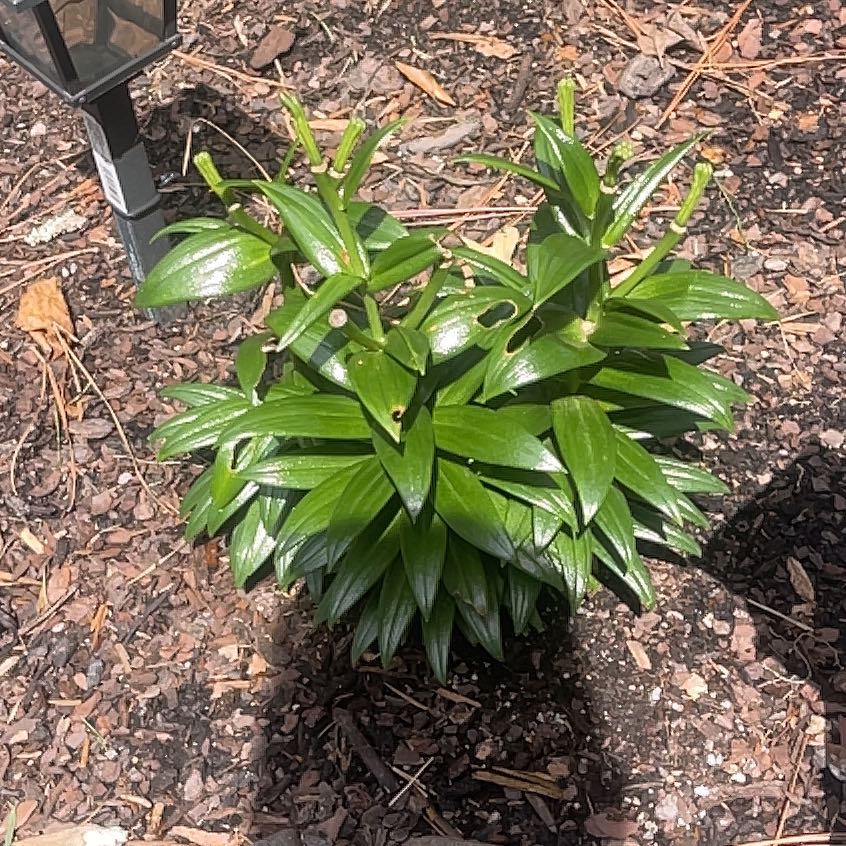 Photo of the plant species Tiger Lily by @KindPalepuma60 named Marilyn on Greg, the plant care app