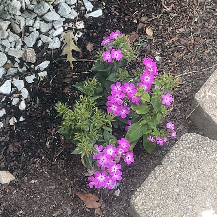 Photo of the plant species Summer Phlox by @KindPalepuma60 named Navajo on Greg, the plant care app