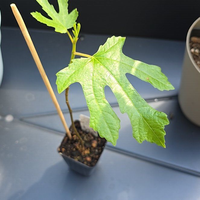 Photo of the plant species Brown Turkey Fig by @FullMaypop40 named Ulysses S Plant on Greg, the plant care app