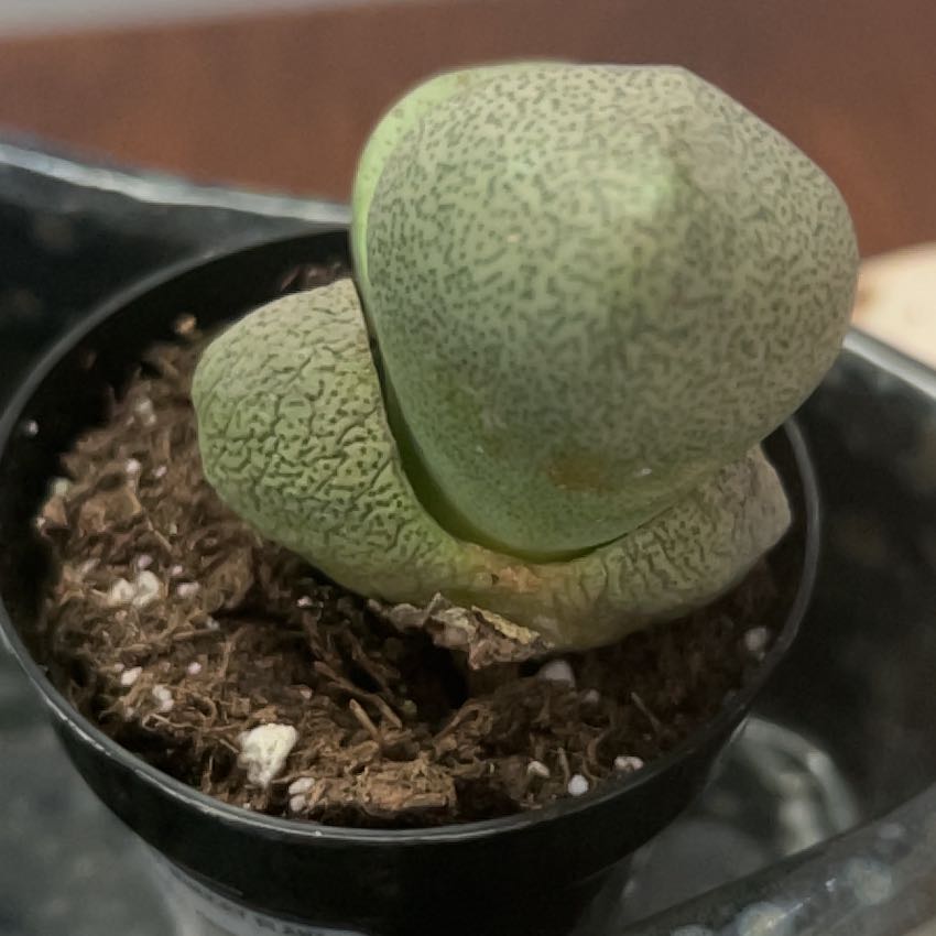 Photo of the plant species Assorted Lithops by @CopaceticOkra85 named Tree Diddy on Greg, the plant care app