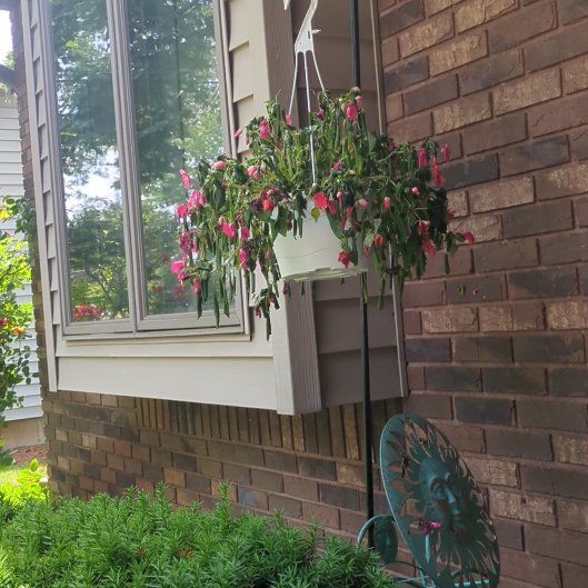 Photo of the plant species Impatiens by @FabNannyberry69 named Captain Plant-it on Greg, the plant care app