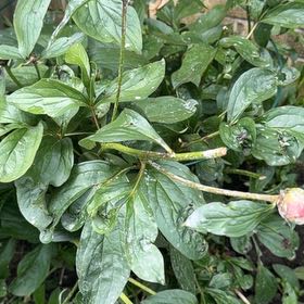 Photo of the plant species Chinese Peony by @Gingerbeardo named Aristotle on Greg, the plant care app
