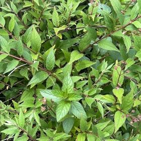 Photo of the plant species Japanese Meadowsweet by @Gingerbeardo named Terra on Greg, the plant care app