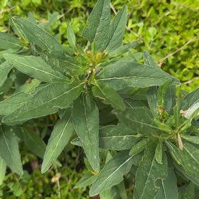 Photo of the plant species Common Evening-Primrose by @Gingerbeardo named Keanu Leaves on Greg, the plant care app