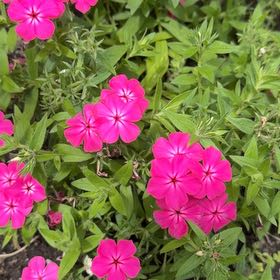 Photo of the plant species Drummond's Phlox by @Gingerbeardo named Beckham on Greg, the plant care app