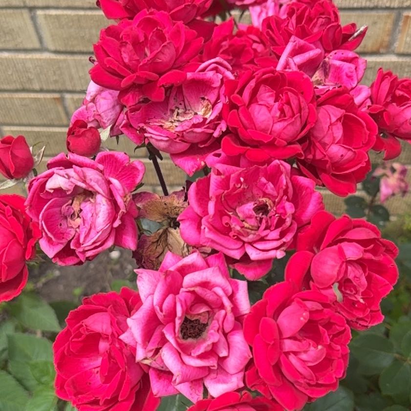 Photo of the plant species French Rose by @Gingerbeardo named Fernie Mac on Greg, the plant care app