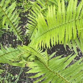 Photo of the plant species Matteuccia by @Gingerbeardo named Lola on Greg, the plant care app